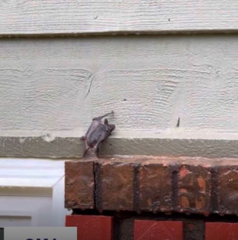 Bam! Wow! BAT-Man on the House Washing Job in McDonough, GA